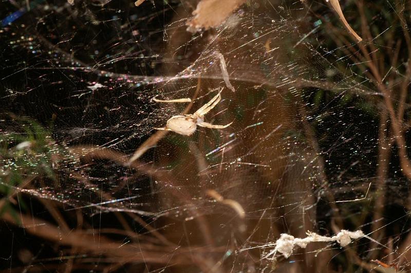 Cyrtophora_ZZ308_D3469_Z_84_Karinji NP_Australie.jpg